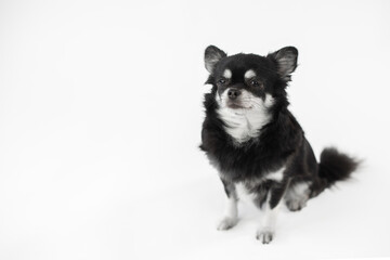 Portrait vom schwarz/weißen Chihuahua Hund im Studio auf weißen Hintergrund mit Platz für Text