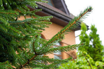 red brick cozy house background, brown roof, wet after rain, watering, green fir branch, conifer tree, spruces, christmas tree in the garden, texture