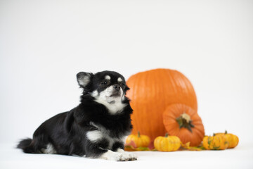 Portrait vom schwarz/weißen Chihuahua Hund im Kürbis auf weißen Hintergrund mit Platz für Text
