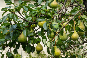 green ripe pear growing on branch of tree in the garden, autumn harvest time, tree watering, rain drops, dew on fruit 