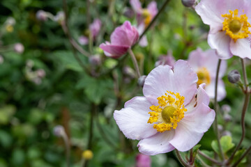 blur effect, pink anemone flowers in the garden, windflowers, ranunculaceae