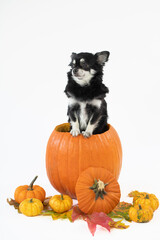 Portrait vom schwarz/wei&szlig;en Chihuahua Hund im K&uuml;rbis auf wei&szlig;en Hintergrund mit Platz f&uuml;r Text