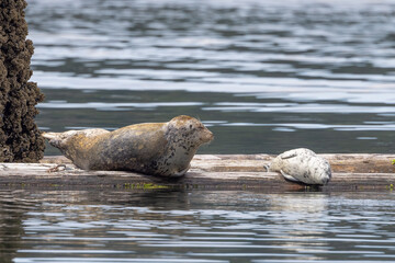 A harbor seal and her pup on floating logs in Poulsbo, Washington harbor.