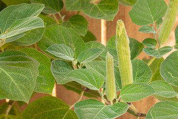Datura buds, dope, stramonium, thorn-apple, jimsonweed, isolate on garden background.