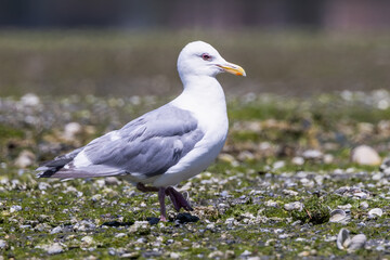 Large white-headed gull with an eye disease walking on the shore in Tracyton, Washington.