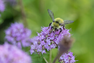 A bee visiting a purple flower in Tracyton, Washington.