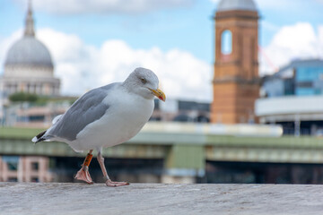 Beautiful seagull on the background of the city, blurred background