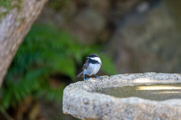 A chestnut-backed chickadee perched on the edge of a granite birdbath.