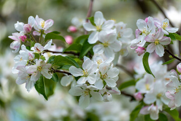 White Crabapple Blossoms In Late May