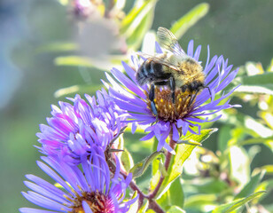 Bumble bee flying among purple aster flowers in sunny meadow closeup nobody