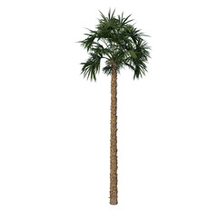 Front view of plant (Palmetto Palm Tree 2) tree png