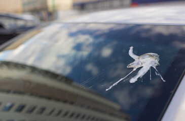 excrement of bird on car very dirty.