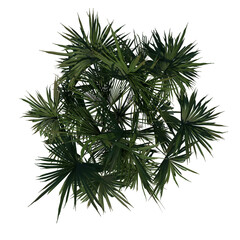 Top view of plant (Adolescent Palmetto Palm Tree 2) tree png