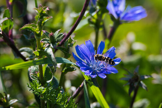 Blume und Insekt