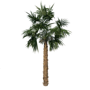 Front view of plant (Adolescent Palmetto Palm Tree 2) tree png