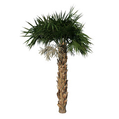 Front view of plant (Young Palmetto Palm Tree 2) tree png