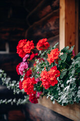 Fototapeta na wymiar Blooming red and pink garden pelargonium flowers with dichondra plant in hanging window box on the wooden house. Geranium flowers