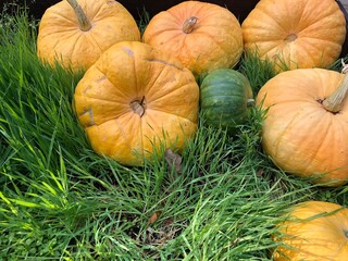 Autumn harvest. Orange pumpkin close-up on green grass on burred unfocussed grass background. Ripe ginger pumpkin