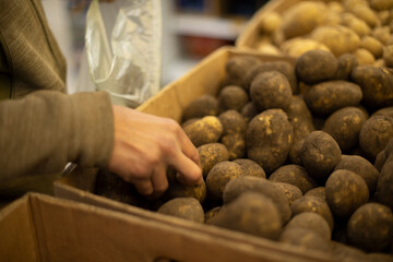 Selection of potatoes on market. Guy buys root vegetables. Potatoes in box. Natural food.