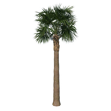 Front view of plant (Adolescent Palmetto Palm Tree 1) tree png 