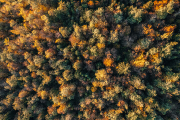 Aerial drone view over autumn forest.  - 535348181