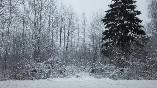 Snow covered winter forest. view with side motion
