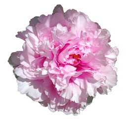 Background with pink peony flower