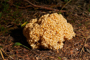 Close up of a cauliflower fungus  growing in a forest. Huge edible Sparassis crispa, a wild fungus 