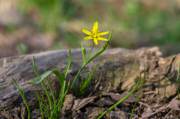 Gagea lutea wild springtime flowering plant, group of yellow star-of-Bethlehem flowers in bloom