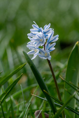 Puschkinia scilloides early spring bulbous flowers in bloom, small white and blue flowering plant,...