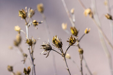 Hibiscus syriacus faded flowers, brown color Syrian ketmia rose mallow branches with seed pods during autumn season