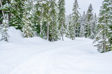 Beautiful snow in winter park with trees. Vancouver. Canada.