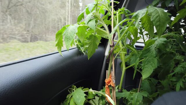 Tomato plant travelling in a car and look out the window