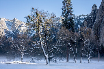 Yosemite National Park in winter, landscape with trees and snow