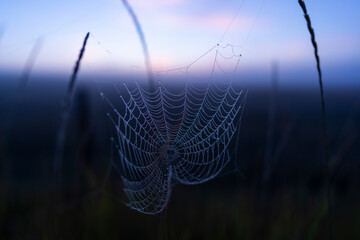 Spider Web With Dew Drops on Foggy Morning in Great Planes of Wyoming Pink and Blue Sunrise Early Morning Adventure