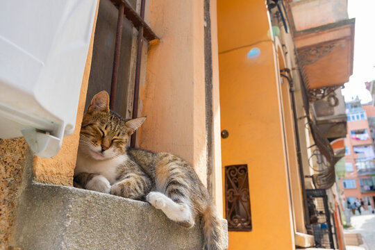 A stray cat sitting in front of the window of a house in Balat district Istanbul