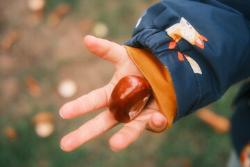 Kleines Kind hält Kastanien vom sammeln in der Hand