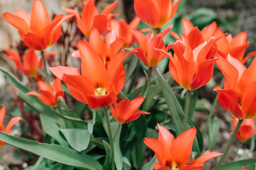 Red tulips bloom in spring in the sun. Flowers background. Spring or love concept.