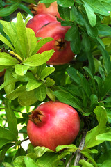 Pomegranates in the tree

