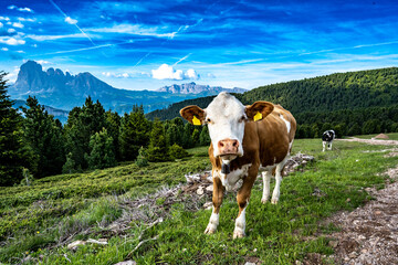 Fototapeta na wymiar Brown white patterned dolomites cow curiously looking at the camera in the morning. Seceda, Saint Ulrich, Dolomites, Belluno, Italy, Europe.