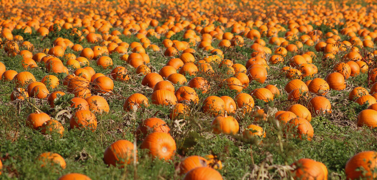 Full frame image of ripe orange pumpkins ready to be harvested