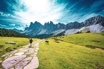 Fototapeta na wymiar Athletic woman walks along beautiful hike trail at Seceda with brown white patterned dolomites cows in the morning. Seceda, Saint Ulrich, Dolomites, Belluno, Italy, Europe.