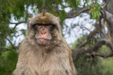 portrait of a Barbary Macaque