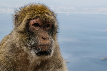 portrait of a Barbary Macaque