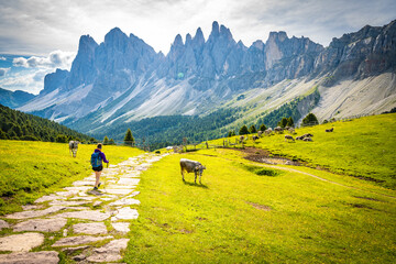 Athletic woman walks along beautiful hike trail at Seceda with brown white patterned dolomites cows...