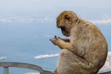 Barbary Macaque sitting on a rail