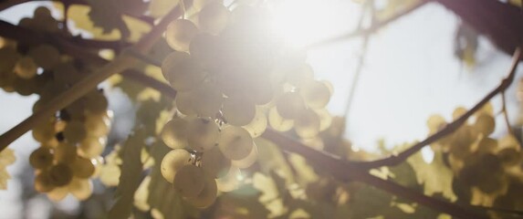 Ripe white grapes vine ready to harvest sun lens flares in close up