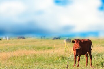Cow grazing in a mountain meadow in mountains with green grass on sunny day.