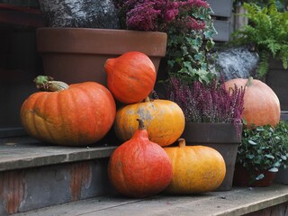 Pumpkins, heather a decorating the steps of a flower shop. Halloween and Thanksgiving day. Festive...