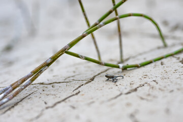 Small black frog walks across the sand beach of the lake. Dürrensee (Lago di Landro), Saint Ulrich, Dolomites, Belluno, Italy, Europe.